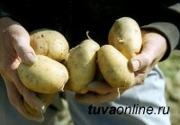 Детские сады Кызыла обеспечат местным картофелем