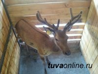 В мараловодческом хозяйстве Тувы продолжается заготовка кормов для животных