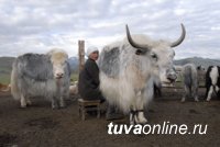 Молоко тувинских сарлыков может быть использовано в натуральной косметике Natura Siberica