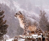 В Международный день снежного барса опубликован доклад: животное под угрозой