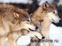 В Туве  удалось вдвое снизить численность волков