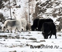 Глава Тувы поручил руководству Минсельхоза держать на контроле зимовку скота в Монгун-Тайге