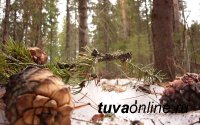 В Улуг-Хемском кожууне Тувы от полученных при падении с дерева травм умер мужчина, собиравший кедровые орехи
