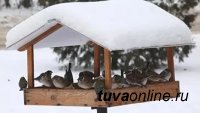 В Туве объявлен конкурс птичьих "столовых"