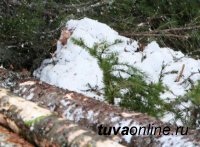 Полицейские задержали дровосека, незаконно заготовившего в тувинской тайге более 26 кубов леса