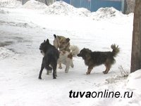 О бродячих собаках кызылчане могут сообщить в ЕДДС по телефон 23142