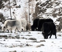 Ошку-Саар Ооржак: Надо возродить традицию доить коз и пить полезное козье молоко