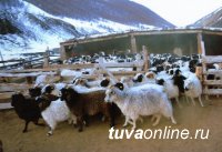 Ошку-Саар Ооржак: Надо возродить традицию доить коз и пить полезное козье молоко