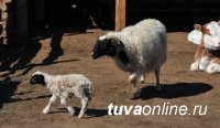 Массовый окот мелкого рогатого скота завершен почти во всех районах Тувы