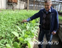 Ботанический сад Тувинского госуниверситета начинает реализацию овощной и цветочной рассады