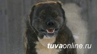 Житель Тувы серьезно пострадал от собственной собаки породы «алабай»