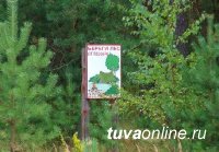 В Туве нет действующих лесных пожаров, но высокая пожарная опасность сохраняется