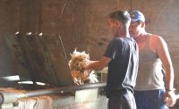 В племенном хозяйстве «Бай-Холь» в Эрзинском районе Тувы приступили к заготовке кормов и подготовке шерсти на продажу