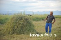В Барун-Хемчикском районе Тувы заготавливают сено впрок