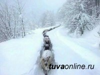 В животноводческих западных кожуунах Тувы идет борьба с высоким снежным покровом