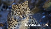 WWF России начал международный проект по сохранению редких кошачьих