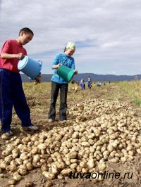 Власти Тувы обеспечат более 1300 социально-незащищенных семей республики "социальным картофелем" для выращивания на подсобных участках