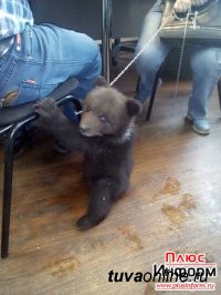 Кызыл: Дама с медведем