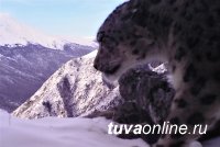 В Республике Алтай пройдет первая международная встреча экспертов по сохранению снежного барса в России