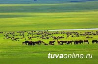 В Монголии зарегистрировано самое высокое поголовье скота