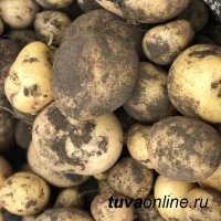 Добрые Сердца Тувы" выкопали картошку 62-летней Зинаиде Доржулдаевне