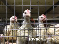 Тува: На птицефабрику вошла "Заря"