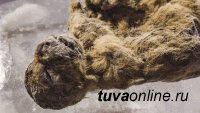 Сохранился идеально: в Якутии найдены останки детёныша древнего пещерного льва