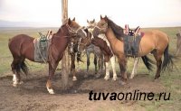 В Туве проводят генетическое исследование лошадей местной породы