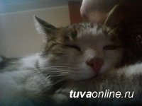 После 4-месячных скитаний в степях потерянный у озера Торе-Холь кызылский кот возвращен хозяйке