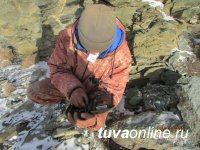 WWF усиливает борьбу с браконьерством на снежного барса в Туве