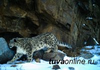 Снежные барсы Звезда, Менги и Тайга стали героями скрытой фотосъемки в природном парке «Тыва»