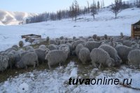 В целом по Туве зимовка скота проходит без осложнений