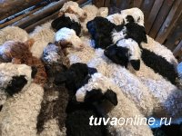 За весеннюю расплодную кампанию в Туве планируют на полмиллиона увеличить поголовье овец