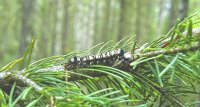 Обнаружены новые очаги размножения сибирского шелкопряда в Чаданском и Шагонарском лесничествах