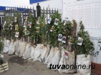 Кызыл: 1 мая на площади Арата будет организована продажа саженцев, рассад, семян