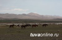 Тува: Скотокрады, угнавшие лошадей из Монголии, приговорены к лишению свободы