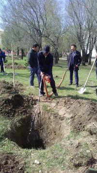 В Кызыле в праздничные дни вовсю ведутся посадки деревьев