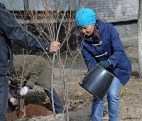 В Кызыле в праздничные дни вовсю ведутся посадки деревьев