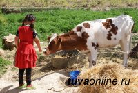 619 многодетных семей Тувы по проекту "Корова-кормилица" получили по корове с теленком 