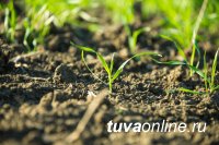 В хозяйствах Тувы завершили посев зерновых культур