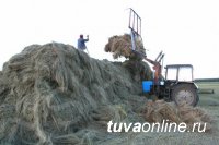 Тува: заявки на конкурс по заготовке кормов принимаются до 10 июля