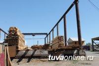 Активисты Народного фронта выявили нелегальных поставщиков древесины в Туве