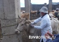 В Туве проходит реорганизация ветеринарной службы