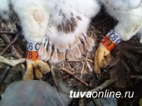 В Туве двух птенцов степных орлов снабдили GPS-трекерами