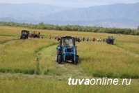В Туве заготовлено более 44 тысяч тонн кормов 