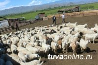 В Туве передали скот 105-ти участникам третьего этапа губернаторского проекта «Кыштаг для молодой семьи»