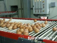 В Туве производство куриных яиц выросло за год в 4,8 раза