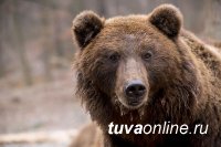 В Туве участились случаи выхода медведей к чабанским стоянкам