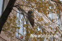 В Кызыле на территории Тувинского госуниверситета поселилась сова-неясыть