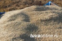 В Туве сформирован запас семян зерновых культур в 5 тысяч тонн